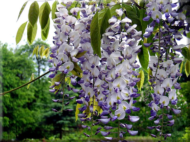 foto Fiori e Animali